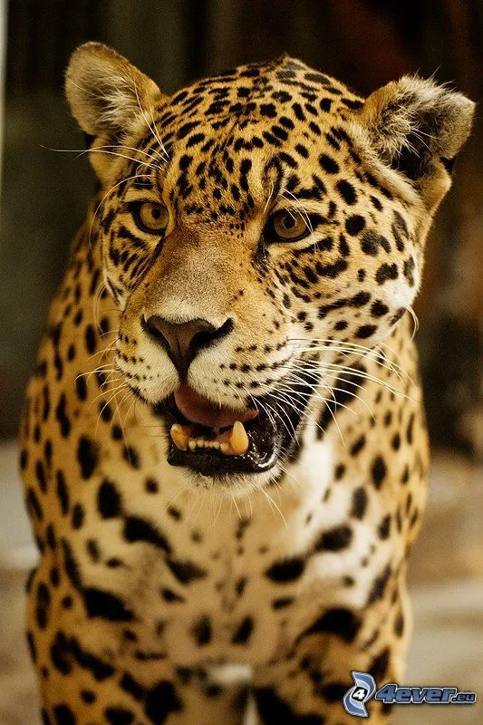 Leopardo