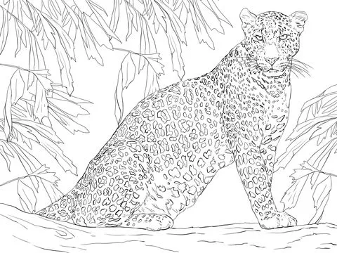 Leopardo su albero - Disegni da Colorare Gratis