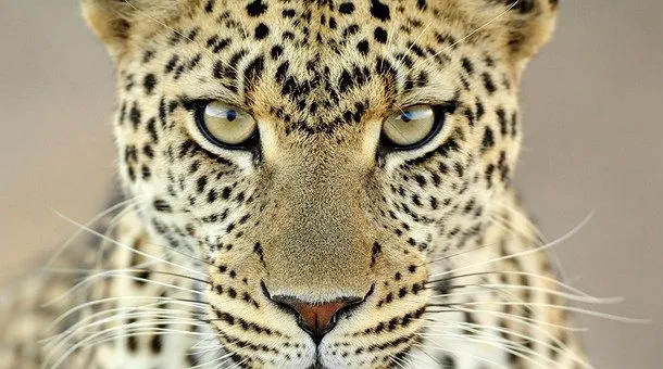 Leopardo cara - Imagui