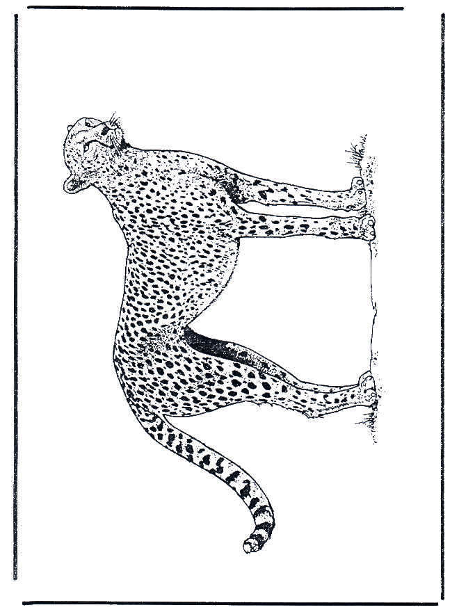 Dibujos.org / Animales / Felinos / Leopardo de caza Dibujos.org / Animales / Felinos / Leopardo de caza