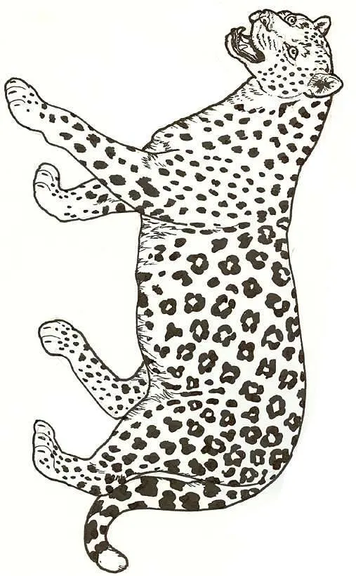 Leopardo da colorare - Imagui