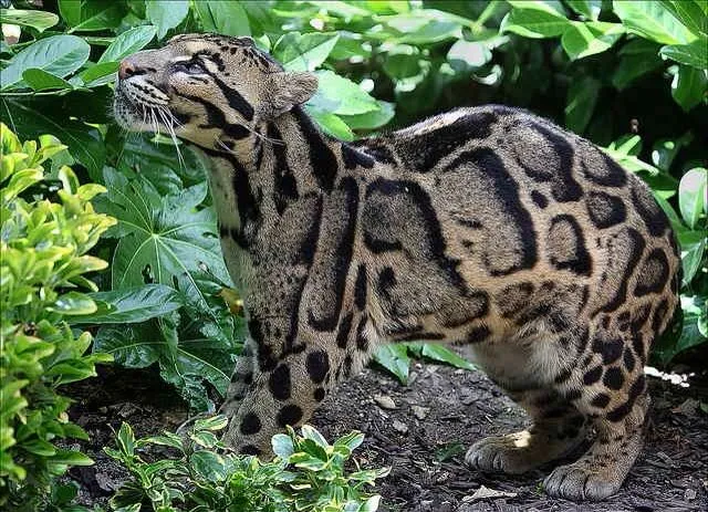 El Leopardo Nebuloso de Formosa se Ha Extinguido | Mango Petacón