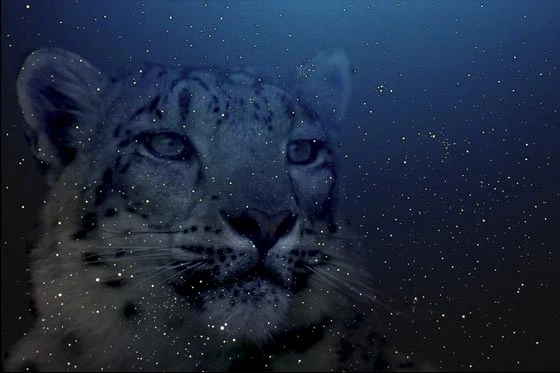 Leopardo de nieve: Crear un papel tapiz para el escritorio con ... Leopardo de nieve: Crear un papel tapiz para el escritorio con ...