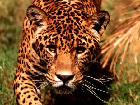 Leopardo | Wikifaunia, tu enciclopedia de animales
