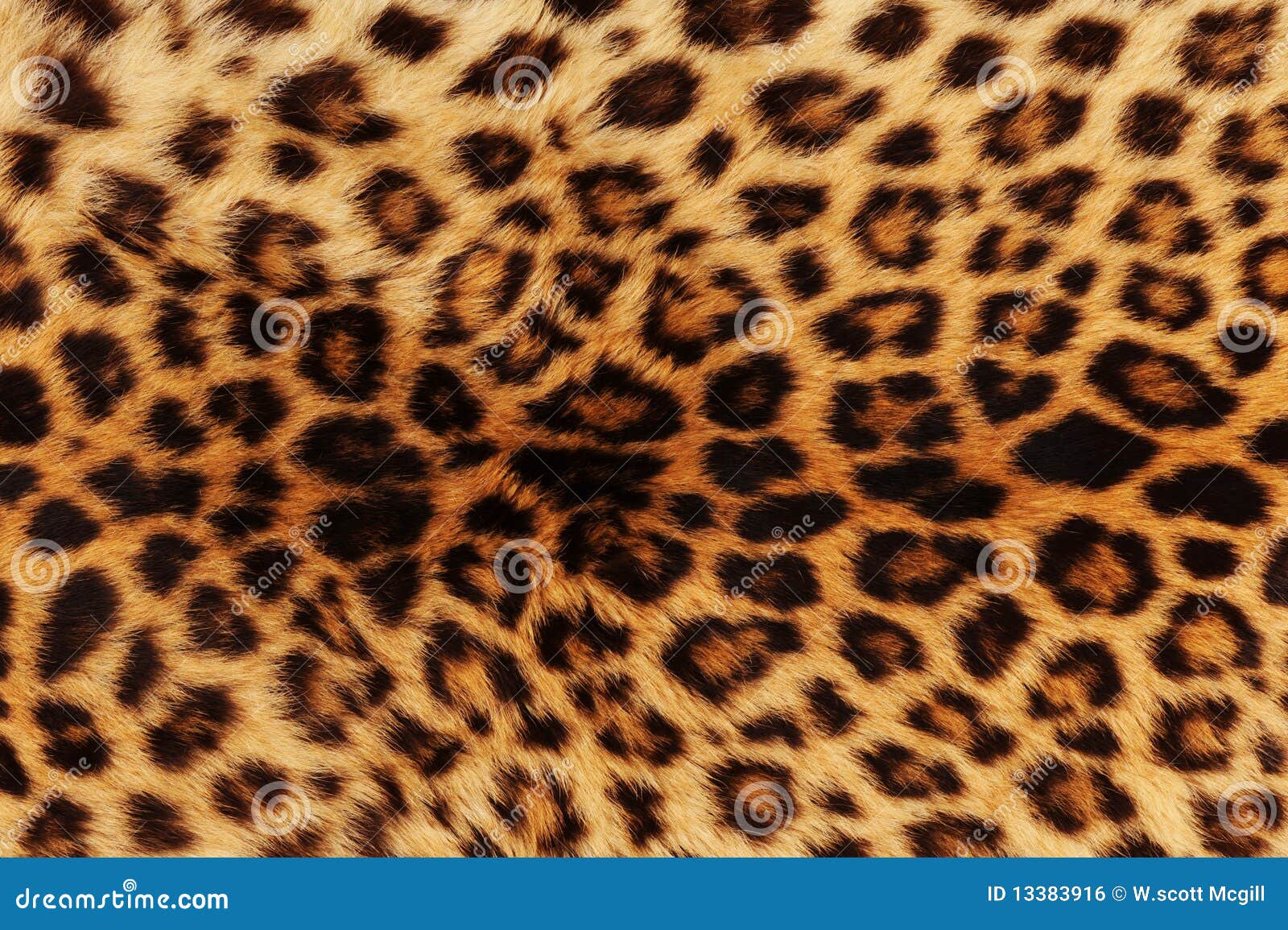 Fondos de leopardo - Imagui
