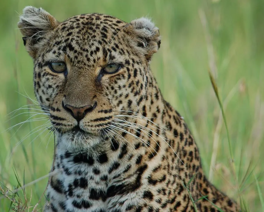 Leopardos. Fotos de leopardos