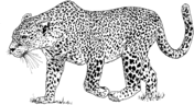 Leopards coloring pages | Super Coloring