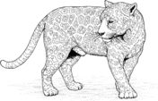 Leopards coloring pages | Super Coloring