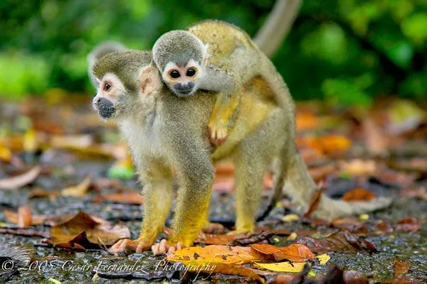 En Leticia está la isla de Los Micos La Crónica del Quindío ... En Leticia está la isla de Los Micos La Crónica del Quindío ...