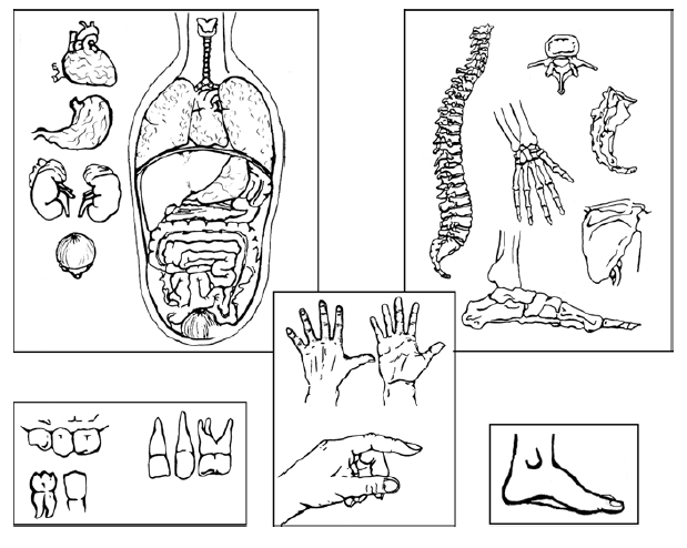 Léxico de las partes del cuerpo humano y algunas de sus ...