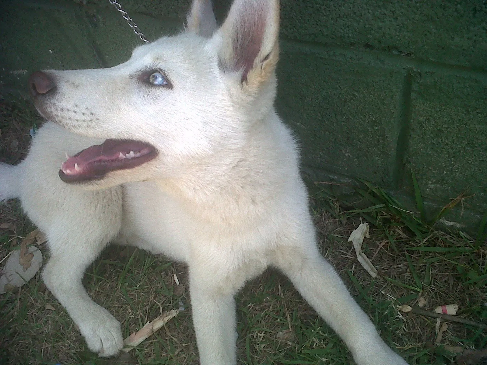 La Leyenda del Husky Siberiano Blanco - Taringa! La Leyenda del Husky Siberiano Blanco - Taringa!