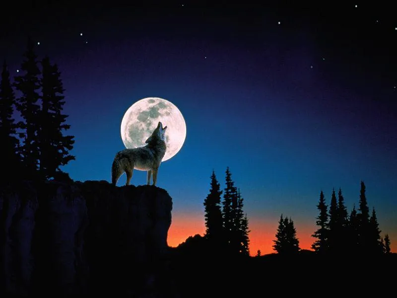 Lobo aullando a la luna dibujo - Imagui