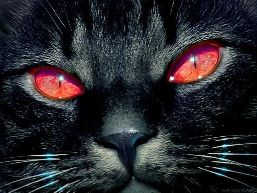 La leyenda del Rey de los Gatos | SobreLeyendas La leyenda del Rey de los Gatos | SobreLeyendas
