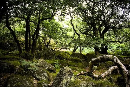 Leyendas – Bosques mágicos | IRLANDA-Reino de las Hadas y los ... Leyendas – Bosques mágicos | IRLANDA-Reino de las Hadas y los ...