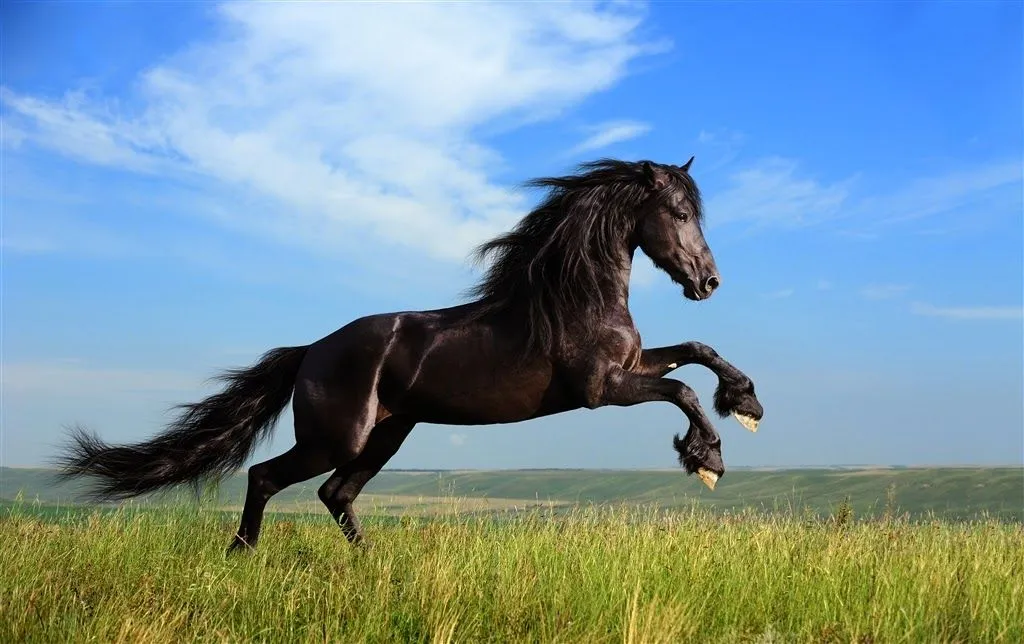 3 leyendas sobre caballos | Pegasus' Style