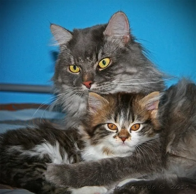 lia y atila abrazados por fin mis dos gatitos se quieren y dan ... lia y atila abrazados por fin mis dos gatitos se quieren y dan ...