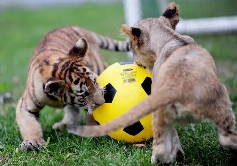 Liaoning: Cachorros de tigres y leones jugando fútbol en Parque de ... Liaoning: Cachorros de tigres y leones jugando fútbol en Parque de ...