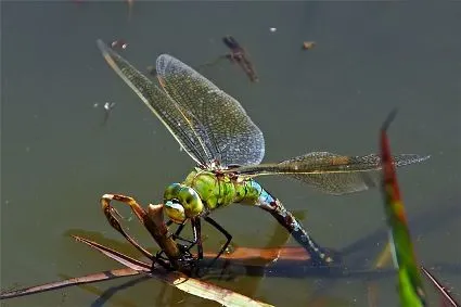 Libélula | Wikifaunia, tu enciclopedia de animales