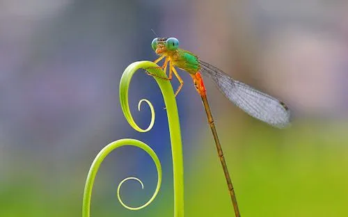 Libélulas de colores - Dragonflies - 蜻蜓 - λιβελλούλες | Banco de ... Libélulas de colores - Dragonflies - 蜻蜓 - λιβελλούλες | Banco de ...
