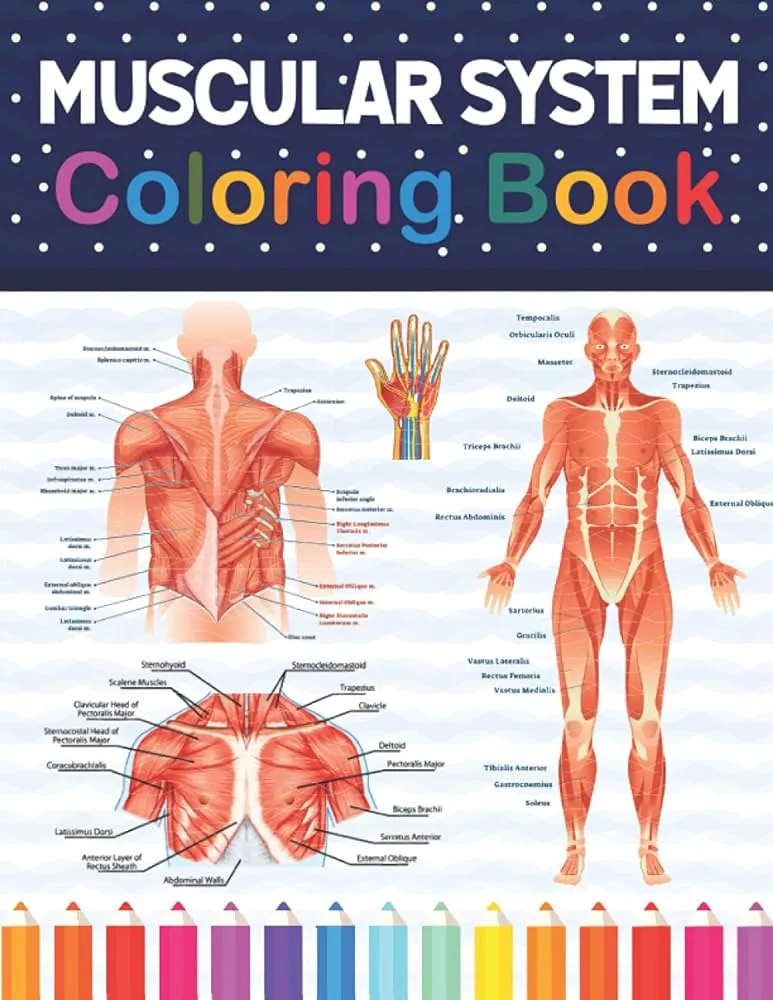 Libro para colorear del sistema muscular: divertido y fácil para colorear del sistema muscular humano. Aprende el sistema muscular humano con ... para colorear anatomía para niños y adultos. : Publication, Sarmayniacell: Libro para colorear del sistema muscular: divertido y fácil para colorear del sistema muscular humano. Aprende el sistema muscular humano con ... para colorear anatomía para niños y adultos. : Publication, Sarmayniacell: