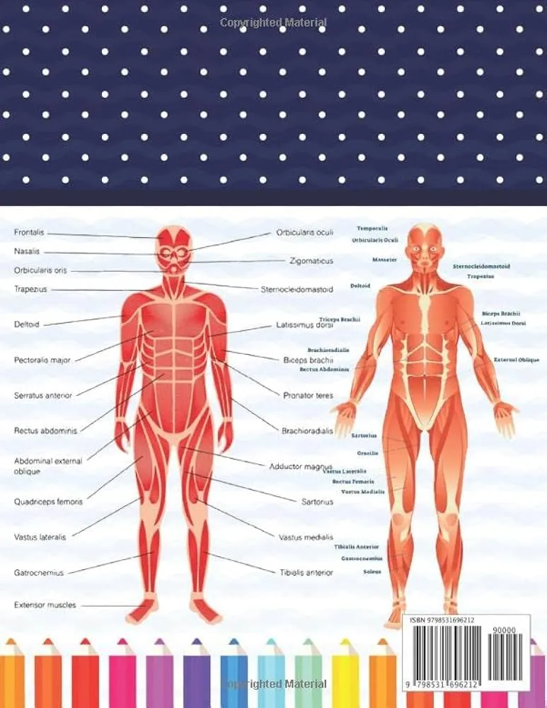 Libro para colorear del sistema muscular: guía de autoprueba del sistema muscular humano para estudiantes de anatomía. Libro de trabajo de arte ... de colorear de anatomía para niños y niñas. : Libro para colorear del sistema muscular: guía de autoprueba del sistema muscular humano para estudiantes de anatomía. Libro de trabajo de arte ... de colorear de anatomía para niños y niñas. :