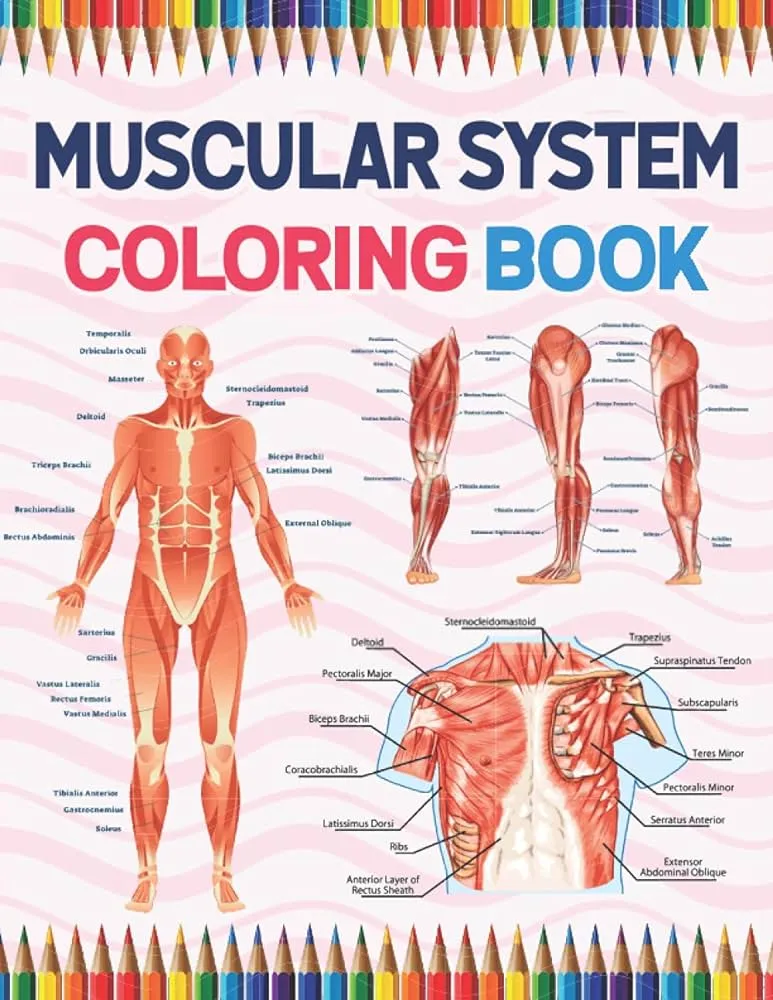 Libro para colorear del sistema muscular: libro para colorear del sistema muscular para niños. Páginas para colorear del sistema muscular humano para ... para niños, niñas, adolescentes y niños. : Publication, Sarmayniacell: Libro para colorear del sistema muscular: libro para colorear del sistema muscular para niños. Páginas para colorear del sistema muscular humano para ... para niños, niñas, adolescentes y niños. : Publication, Sarmayniacell: