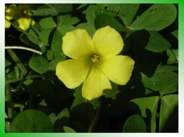 El libro Verde &amp;quot;botánica mágica&amp;quot;