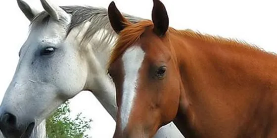 Es lícito vender caballos para carne? :: Actualidad :: Nacional ...