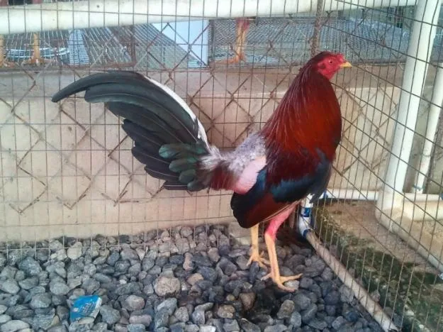 lidia de gallos: octubre 2012 lidia de gallos: octubre 2012