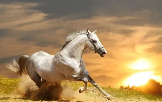 Fotomural Caballo blanco puesta de sol. Mural Caballo blanco ... Fotomural Caballo blanco puesta de sol. Mural Caballo blanco ...