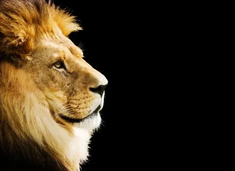 Cara_leon_de_perfil_ ...
