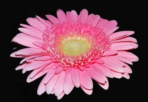 Cuadros y lienzos a medida flores
