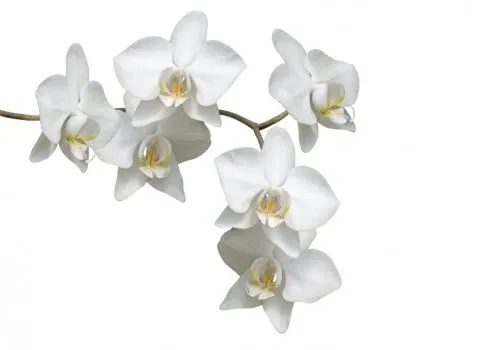 Cuadros de flores con fondo blanco - Imagui Cuadros de flores con fondo blanco - Imagui
