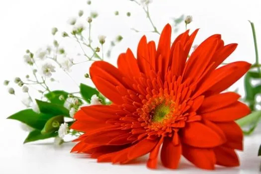 Lienzo cuadro Gerbera roja