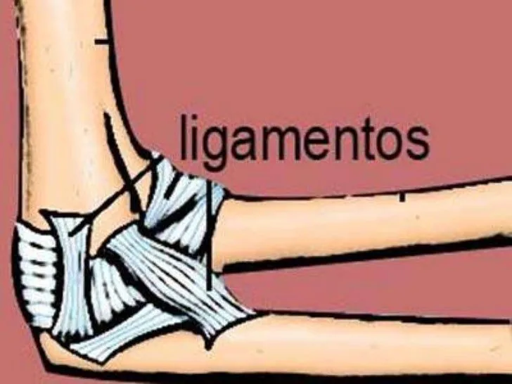 Ligamentos Ligamentos