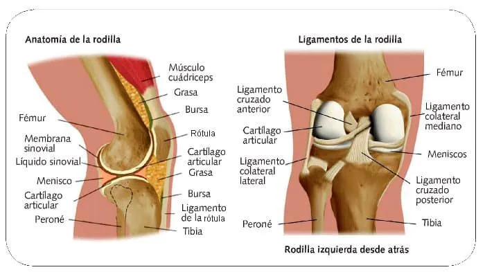 Qué son los ligamentos? | Curiosoando Qué son los ligamentos? | Curiosoando