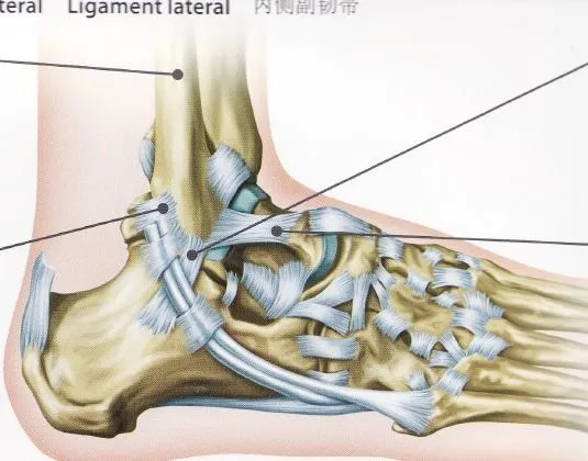 ligamentos