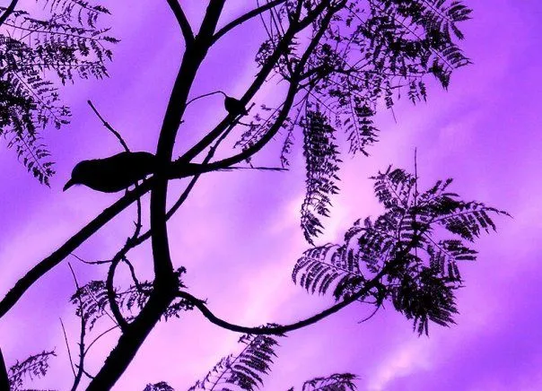 Lila fondo - Imagui