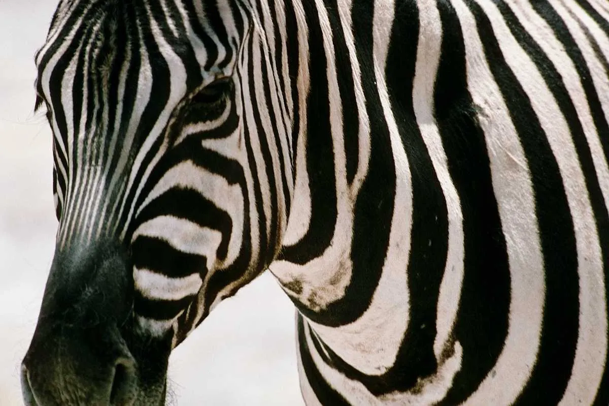 LILA MOONLIGHT: I see Zebra everywhere LILA MOONLIGHT: I see Zebra everywhere
