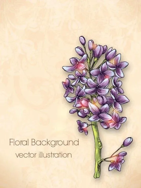 Lila, Morado, plantas, flores | Descargar Fotos gratis
