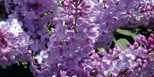 Lilas | Florpedia.com