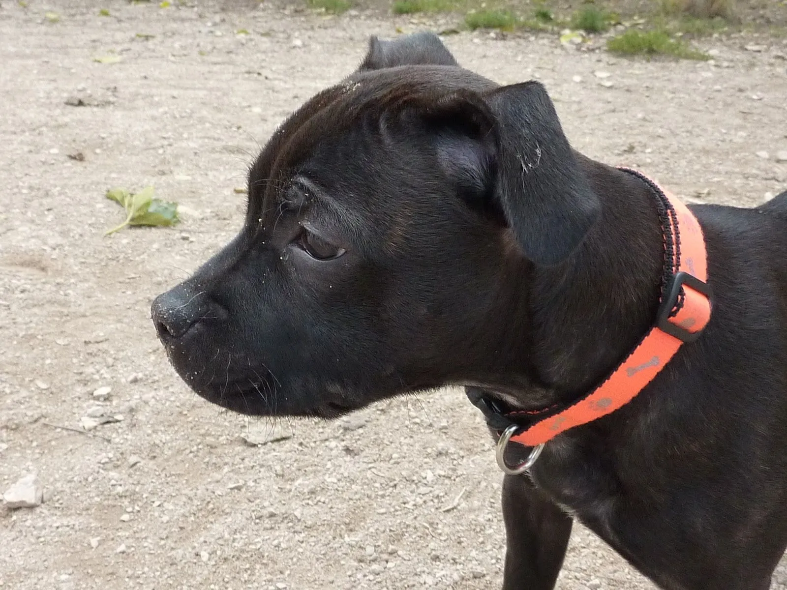 LILI (STAFFORDSHIRE BULL TERRIER) (STANFORD INGLES ... LILI (STAFFORDSHIRE BULL TERRIER) (STANFORD INGLES ...