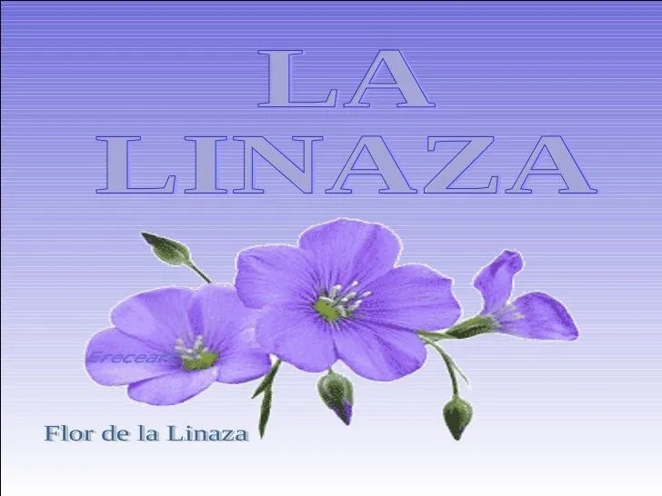 La linaza (menudos peques.net)