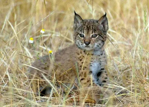 Lince ibérico