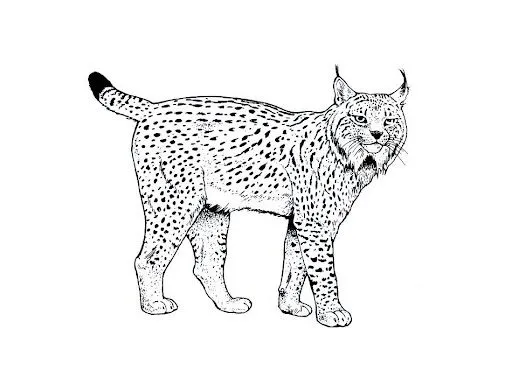 LINCE IBERICO DIBUJOS PARA COLOREAR | Dibujos para colorear LINCE IBERICO DIBUJOS PARA COLOREAR | Dibujos para colorear