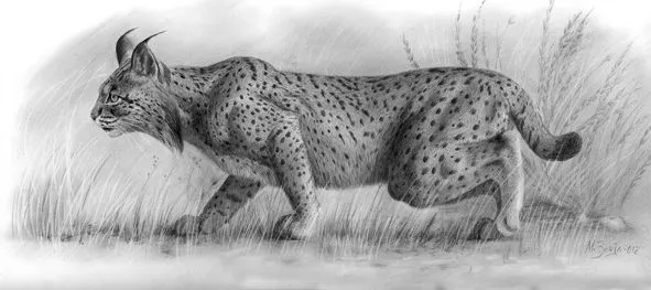 LINCE IBERICO (ESTUDIO) | Miguel Borja Bersabé | pintura ... LINCE IBERICO (ESTUDIO) | Miguel Borja Bersabé | pintura ...