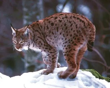 Lince rojo » LINCEPEDIA