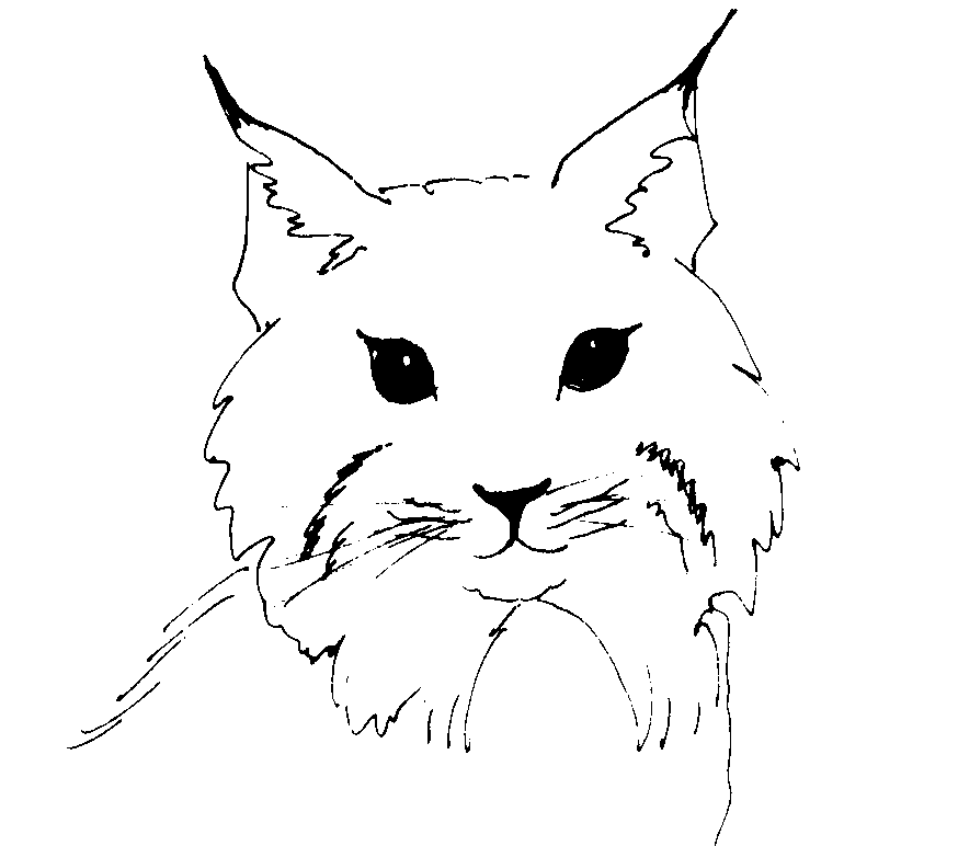 Linces para Colorear - Taringa!