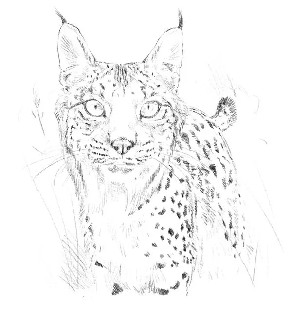 Linces para dibujar facil - Imagui