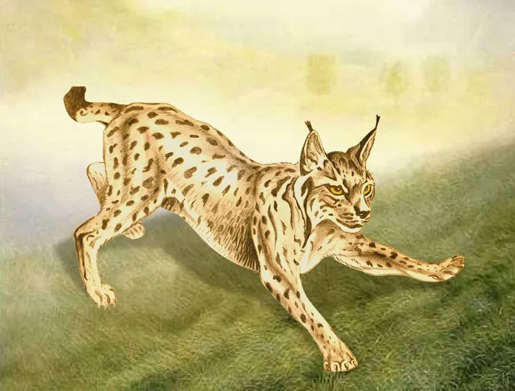 Linces en dibujos - Imagui